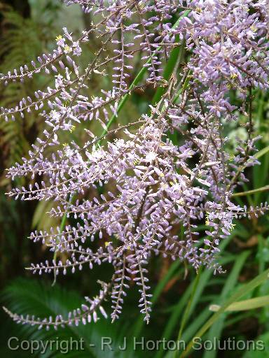 Cordyline Stricta Close 